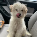 Mini Poodle 6months old