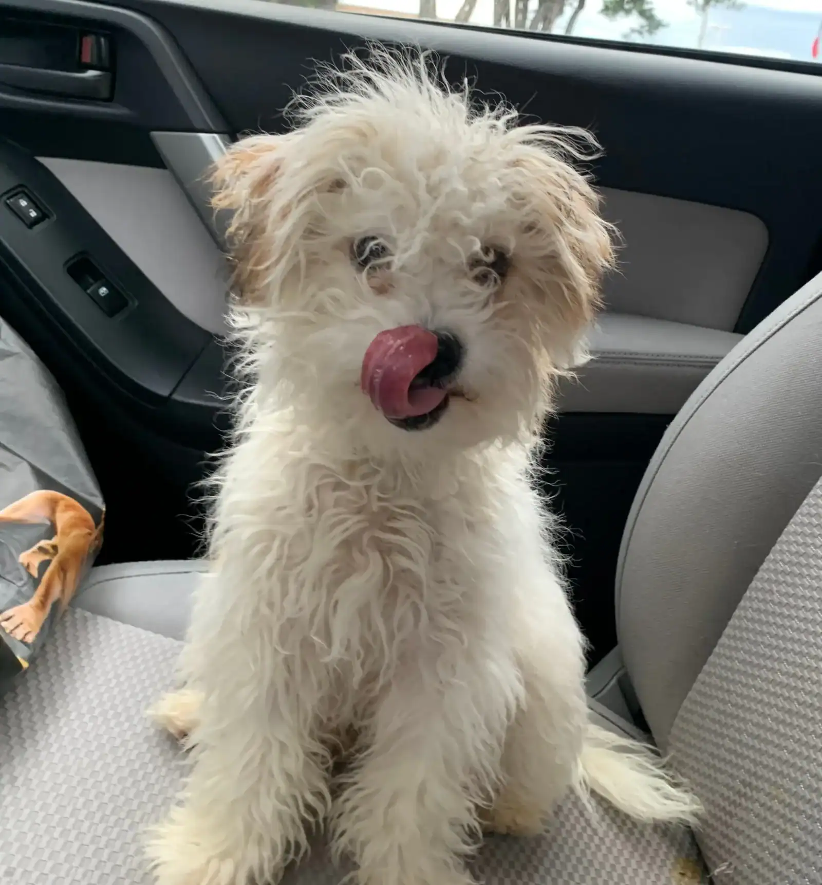 Mini Poodle 6months old