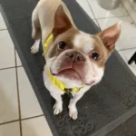 Boston Terrier Mix 3years old