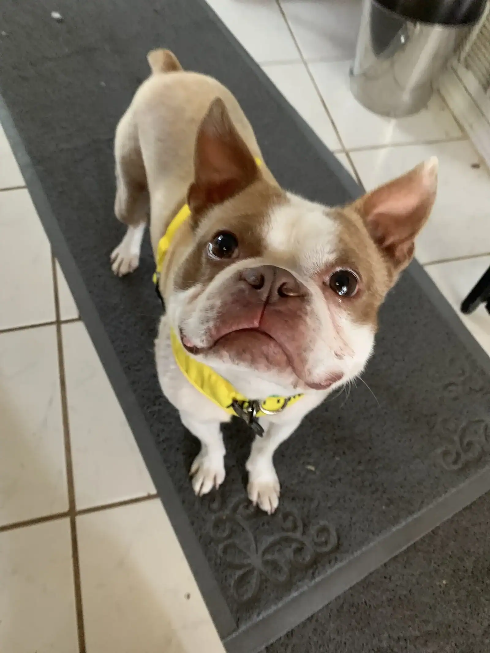 Boston Terrier Mix 3years old