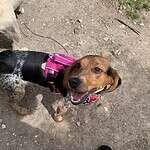 Beagle Mix 1.5 years old
