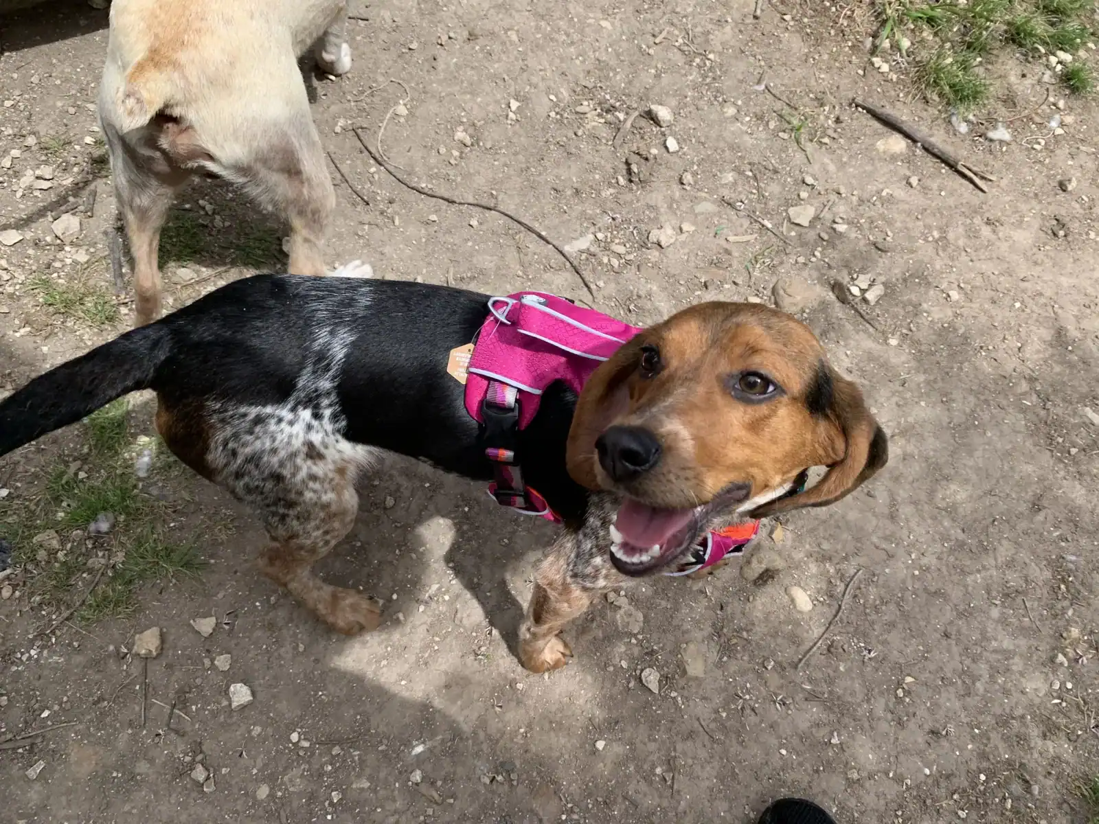 Beagle Mix 1.5 years old