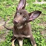 Adopt Rosebunny - New Hope Animal Rescue NFP