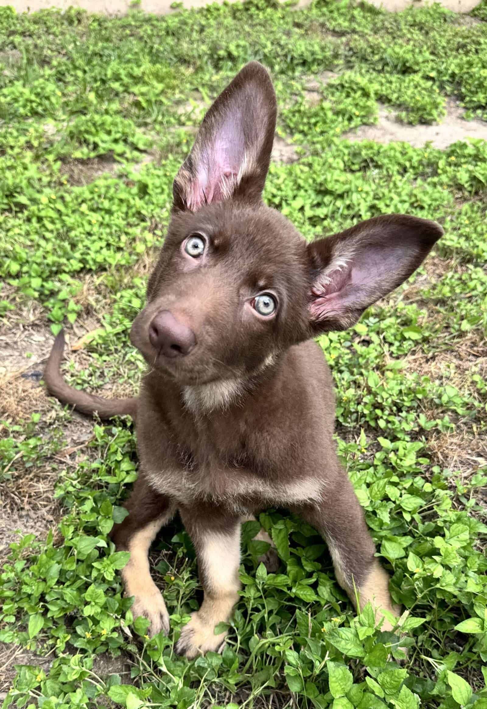 Adopt Rosebunny - New Hope Animal Rescue NFP