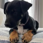 Chi/Dachshund mix 3 months old