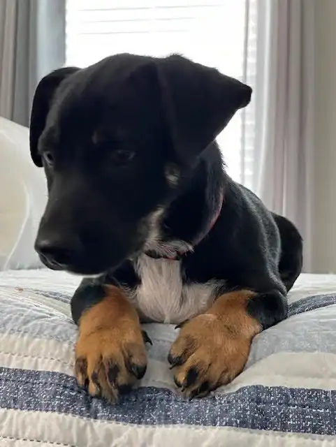 Chi/Dachshund mix 3 months old