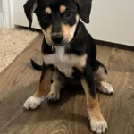 Chi/Dachshund mix 3 months old