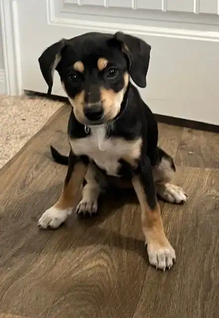 Chi/Dachshund mix 3 months old