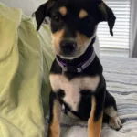 Chi/Dachshund mix 3 months old