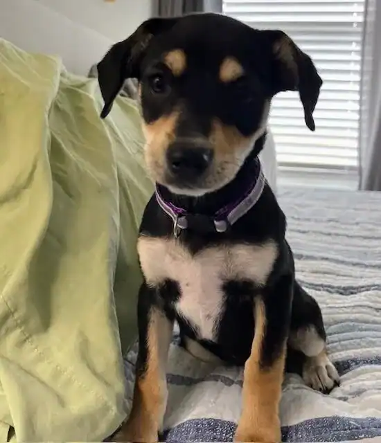 Chi/Dachshund mix 3 months old