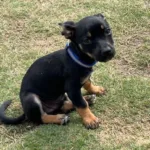 Willis Chi/Dachshund mix 3 months old