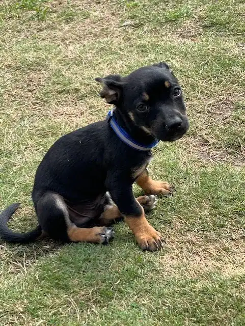 Willis Chi/Dachshund mix 3 months old