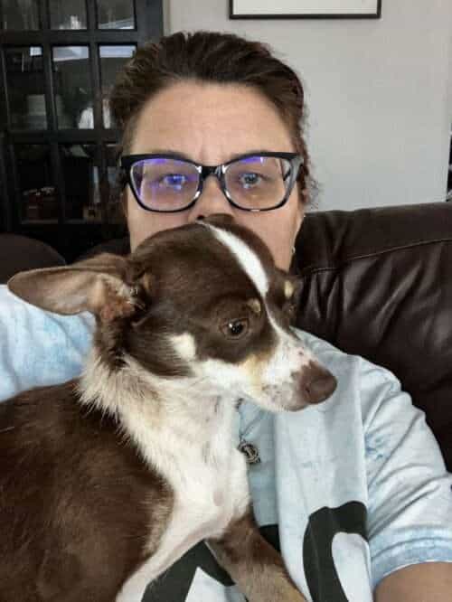 Triscuit - 1yo Chihuahua