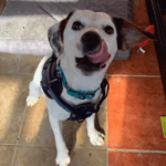June Bug - ADOPTED