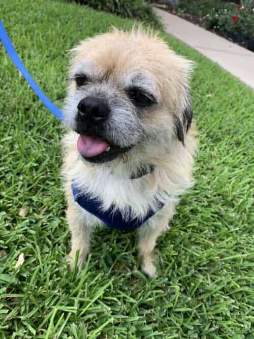 Marty McFly - 7yo Terrier mix
