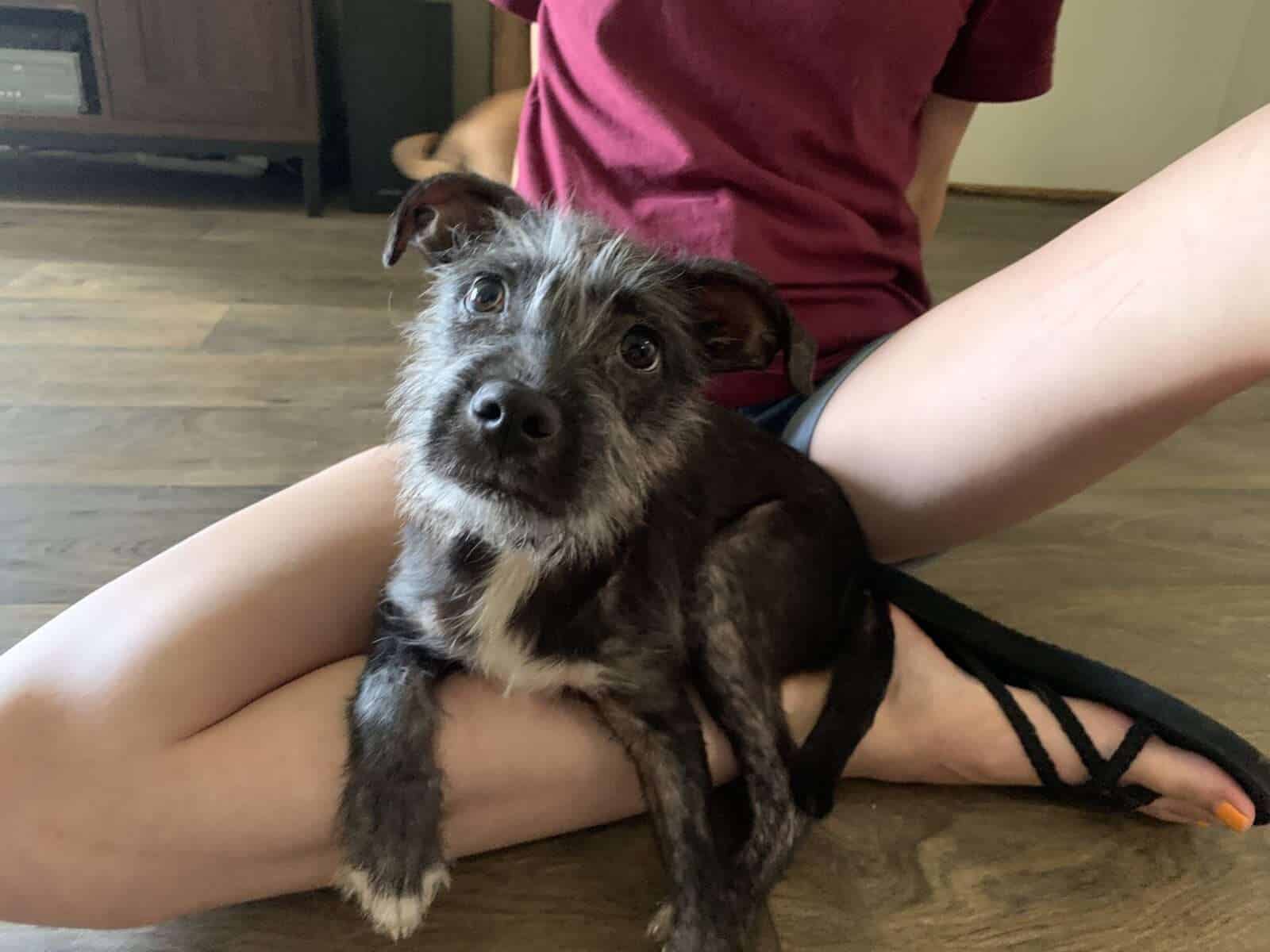 Jacques puppy