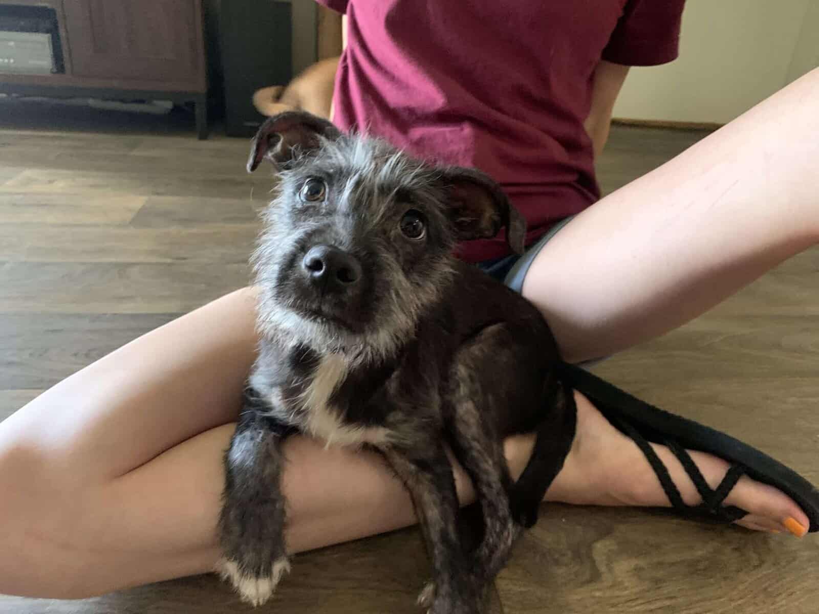 Jacques puppy