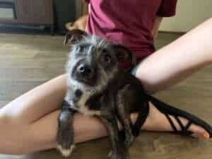 Jacques puppy