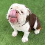 Adopt Snorbert Downey Jr. New Hope Animal Rescue