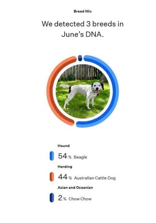 June Bug DNA Test Results