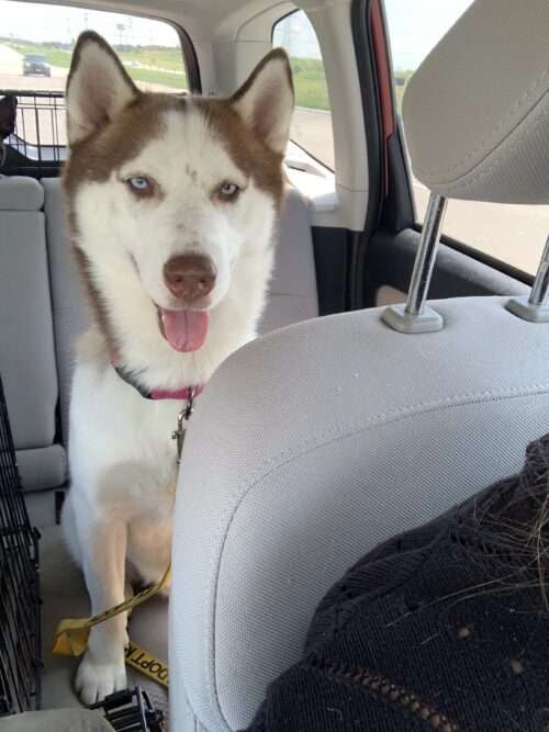 Hubbell - 1yo husky mix