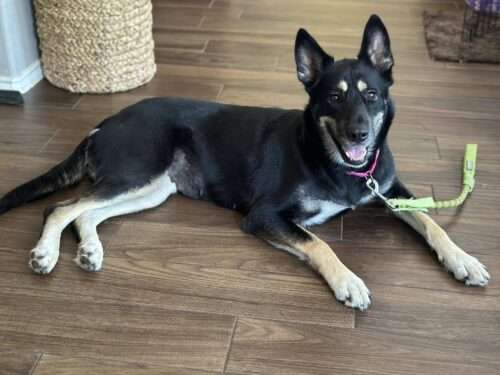 Penny Lane - 2 yo German Shepherd