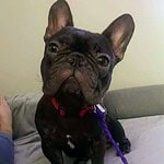 Peter French - 1.5yo Frenchie