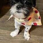 Adopt Sunny New Hope Animal Rescue