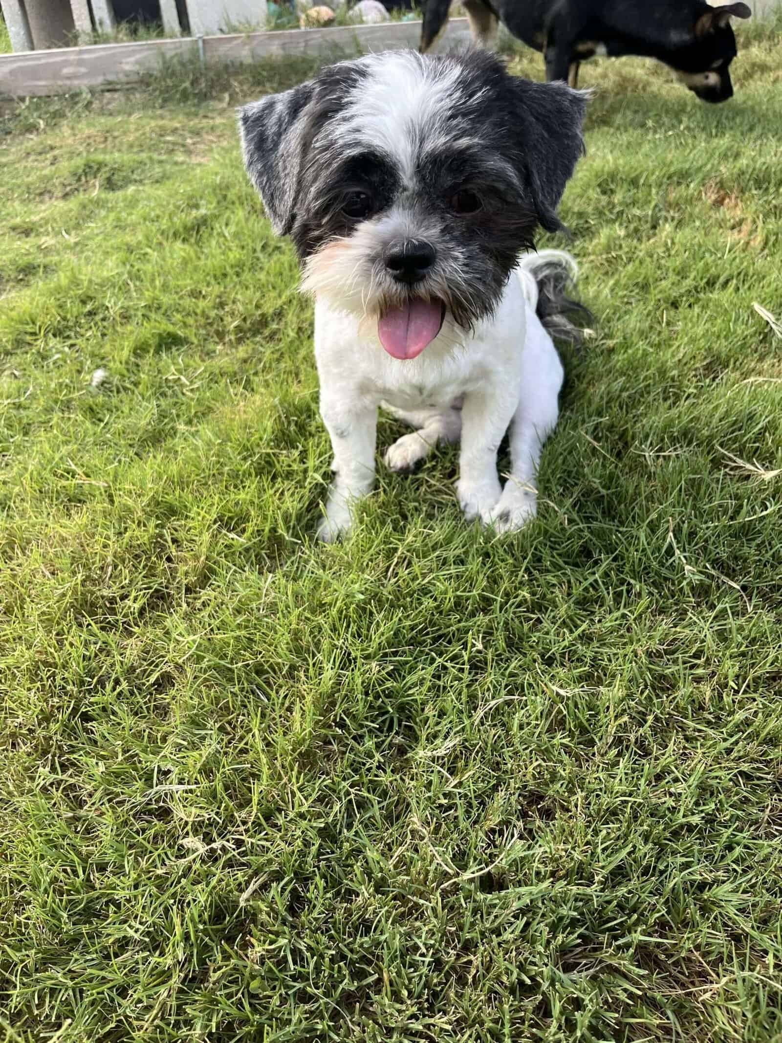Pogo