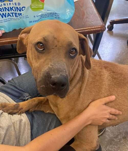 Jacob - 2yo mixed breed