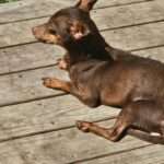 Bastian - Min Pin Dachshund Mix