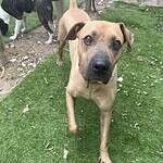 Jacob - 2yo male, mixed breed