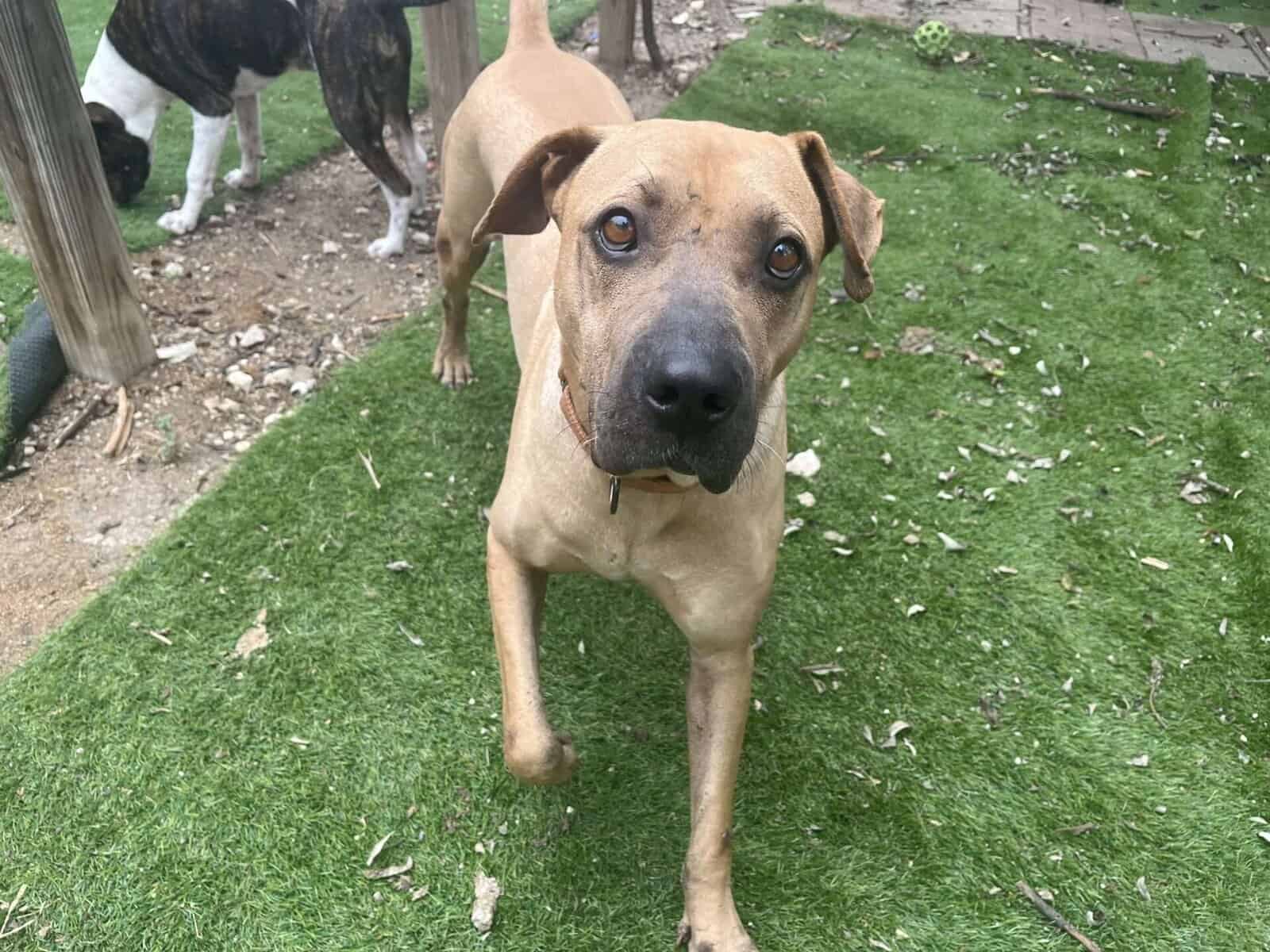 Jacob - 2yo male, mixed breed