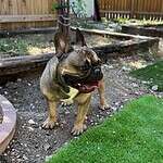 Adopt Moose New Hope Animal Rescue