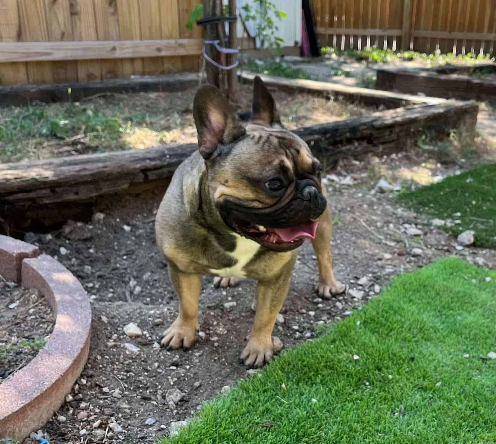Adopt Moose New Hope Animal Rescue
