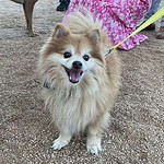 Pickles-Adopted