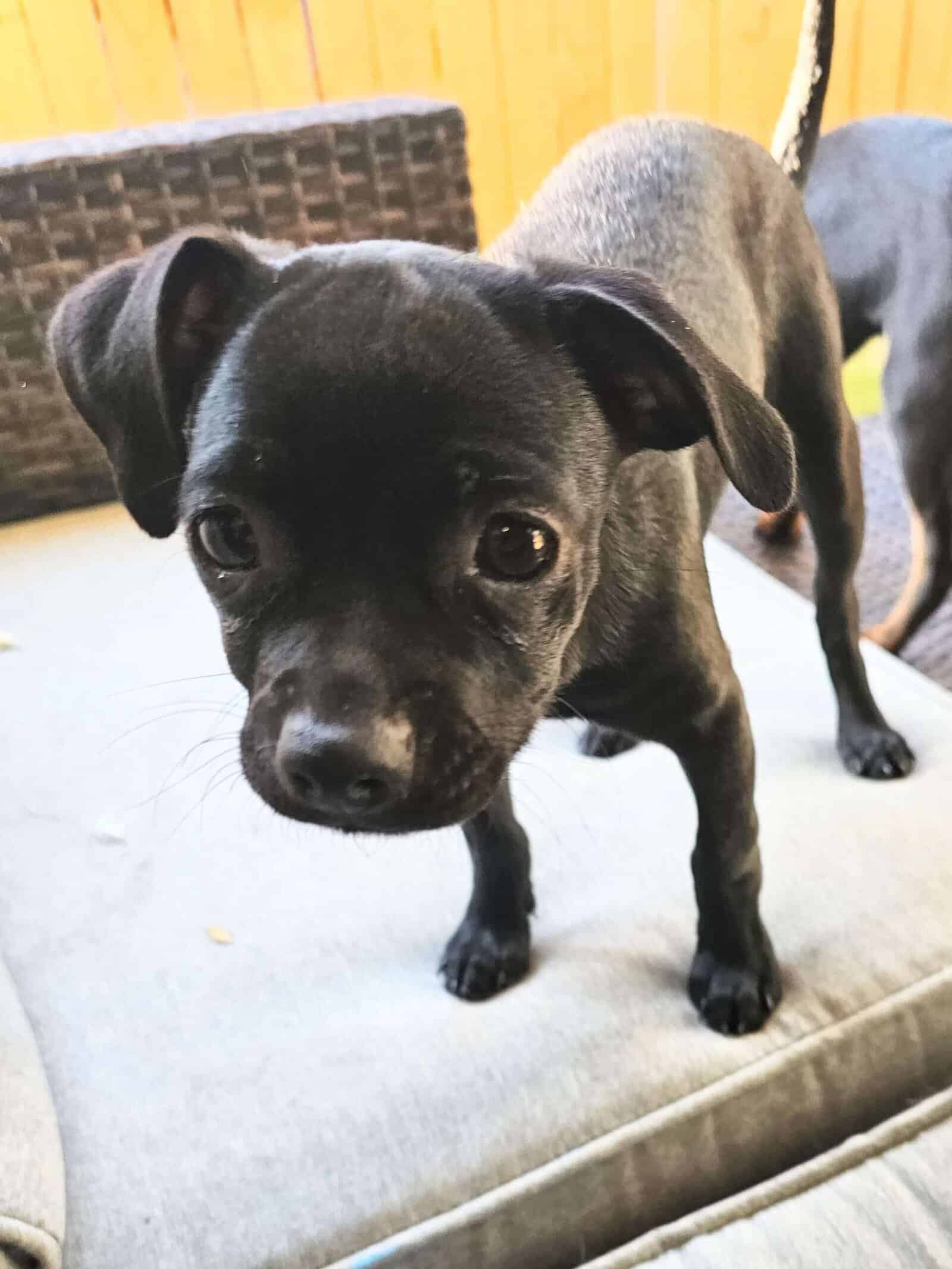 Rosie puppy