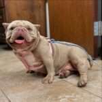 Swish - 2yo Exotic Bully Mix