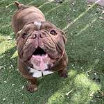 Brownie - 2yo Bully Mix