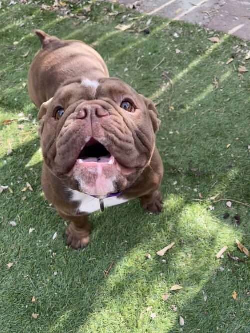 Brownie - 2yo Bully Mix