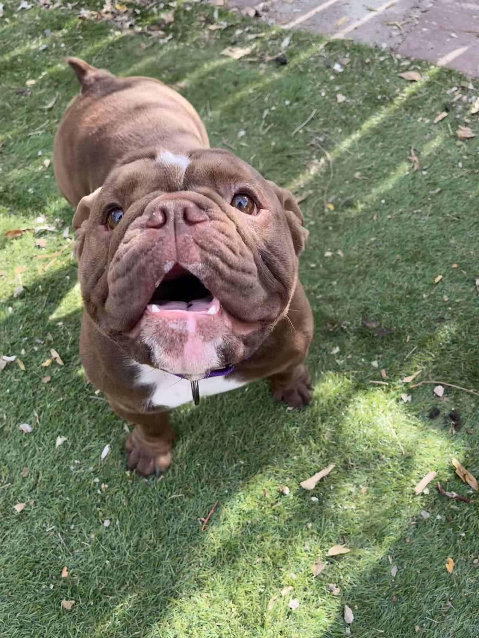 Brownie - 2yo Bully Mix
