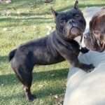 SugarBoo - 2yo Exotic Bully Mix