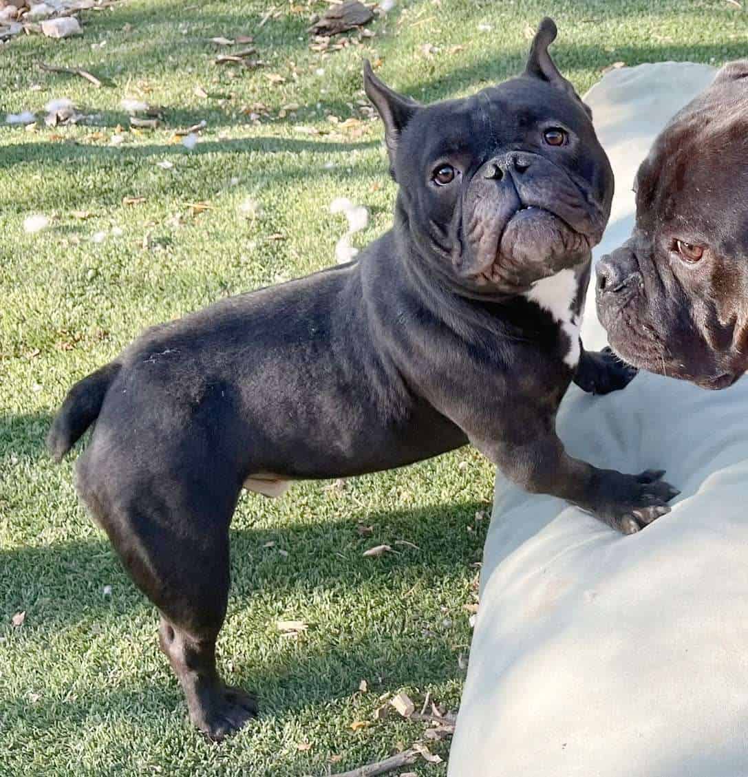 SugarBoo - 2yo Exotic Bully Mix