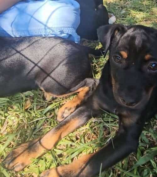 Bandit puppy