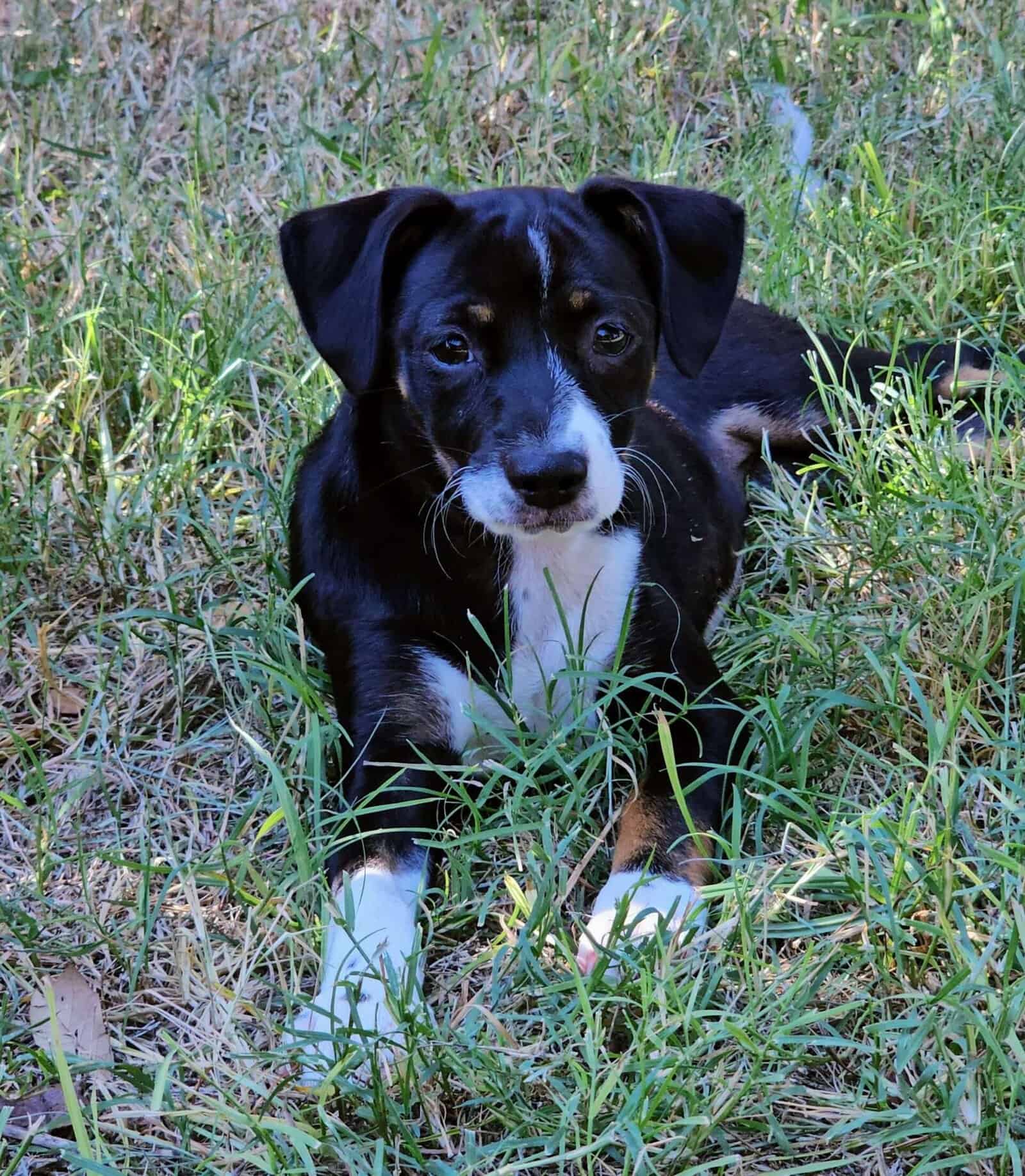 Bandit pyppy