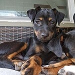 Bandit-Adopted