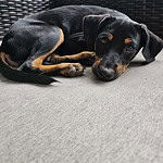 Bonnie-Adopted