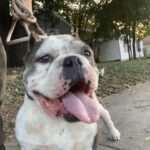 Nigel -6yo Bulldog mix