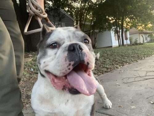Nigel -6yo Bulldog mix