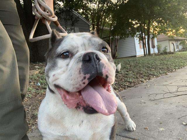 Nigel -6yo Bulldog mix